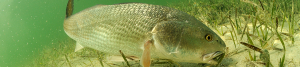 Redfish fishing